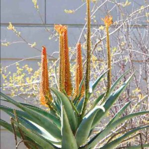 Aloe africana, African Aloe