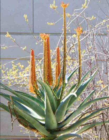 Aloe africana, African Aloe