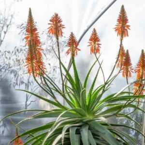 Aloe pluridens, French Aloe