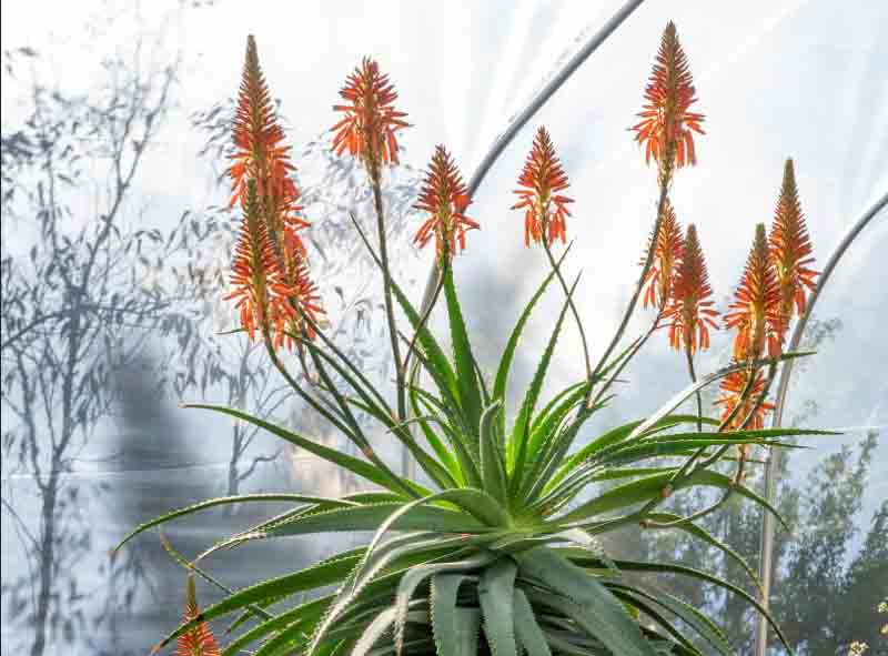 aloe ferox pflanze Aloe Ferox