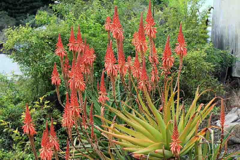 Aloe pluridens, French Aloe