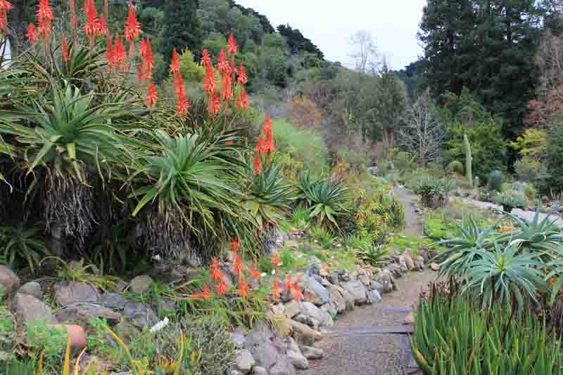 Aloe pluridens, French Aloe