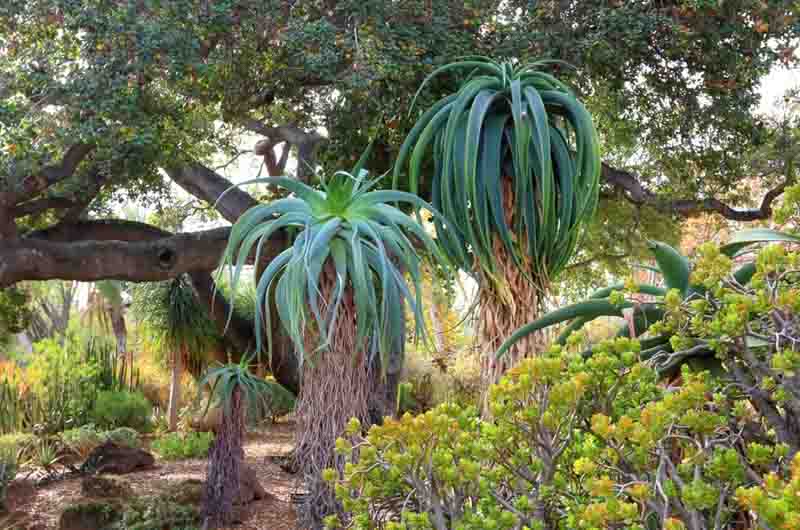 Aloe pluridens, French Aloe