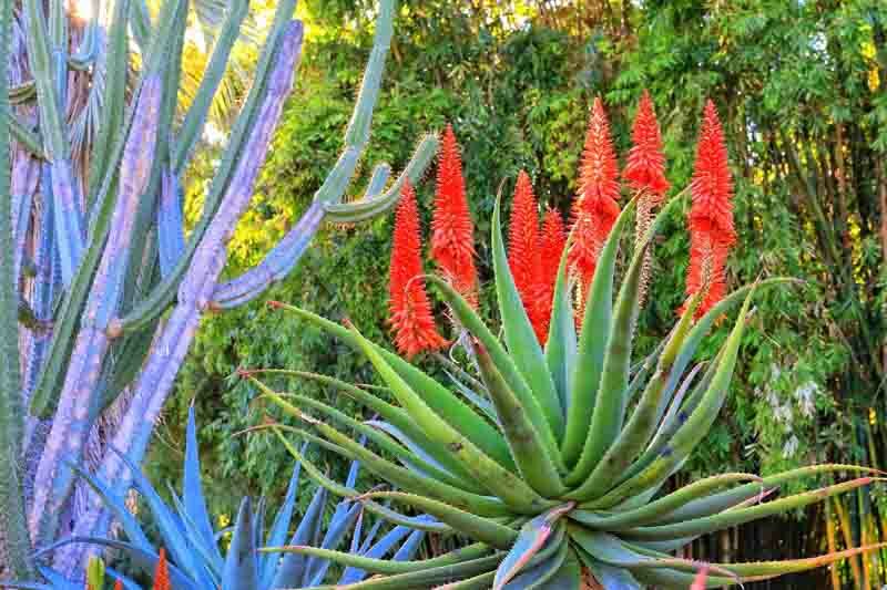 Aloe pluridens, French Aloe