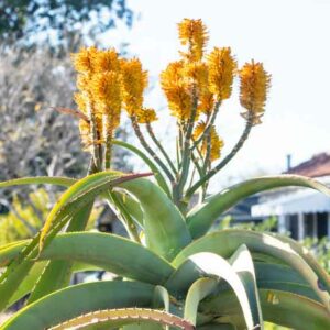 Aloe thraskii, Coast Aloe, Dune Aloe, Strand Aloe