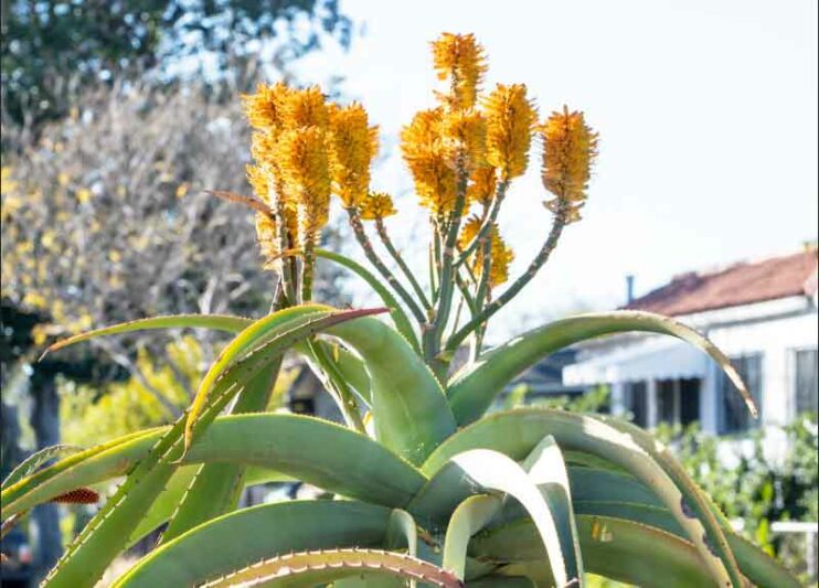 Aloe thraskii, Coast Aloe, Dune Aloe, Strand Aloe