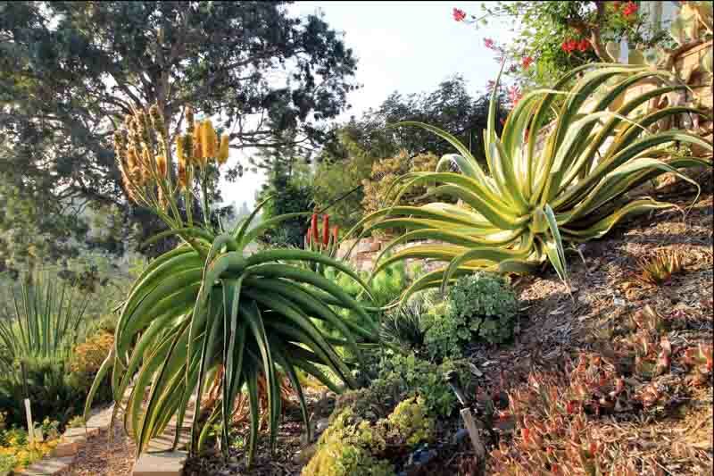 Aloe thraskii, Coast Aloe, Dune Aloe, Strand Aloe