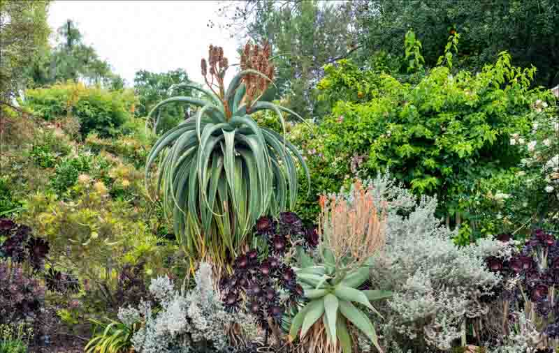 Aloe thraskii, Coast Aloe, Dune Aloe, Strand Aloe