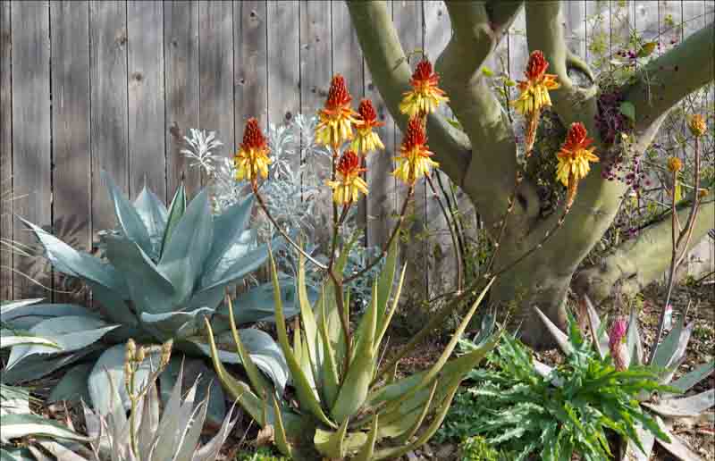 Aloe wickensii, Geelaalwyn