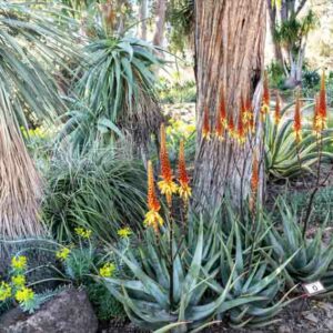 Aloe wickensii, Geelaalwyn