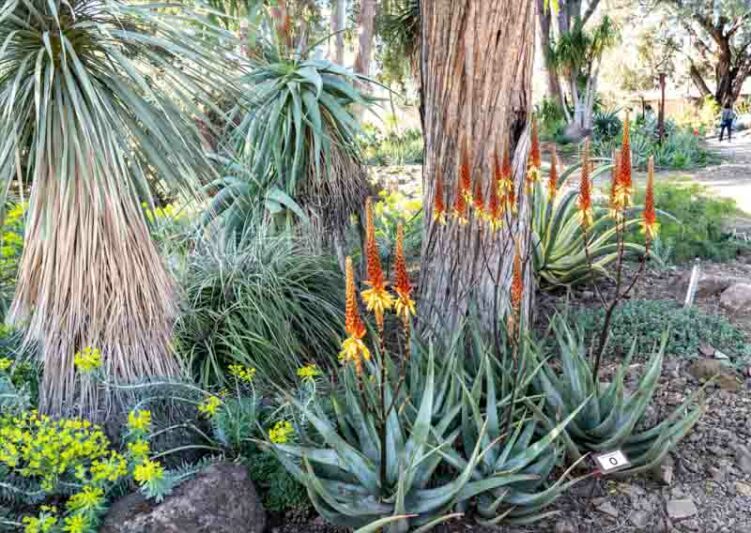 Aloe wickensii, Geelaalwyn