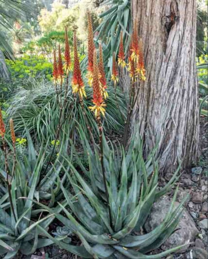 Aloe wickensii, Geelaalwyn