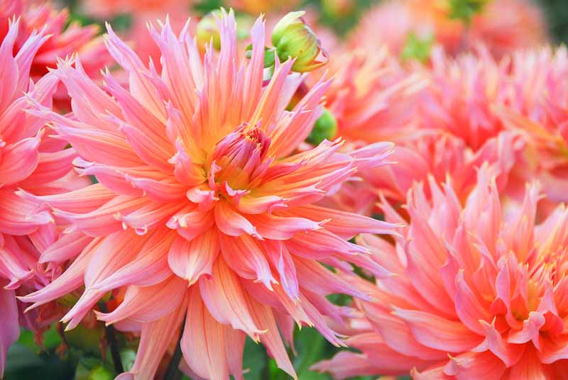 Dahlia Omega, Dinner Plate Dahlia, Orange Dahlia