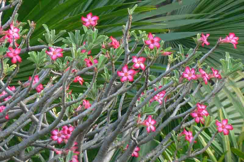 Desert Rose, Adenium obesum, Desert Azalea,