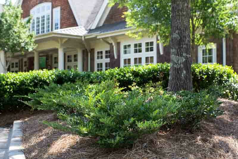 Vintage Jade Distylium, Evergreen Distylium, Distylium 'Vintage Jade'