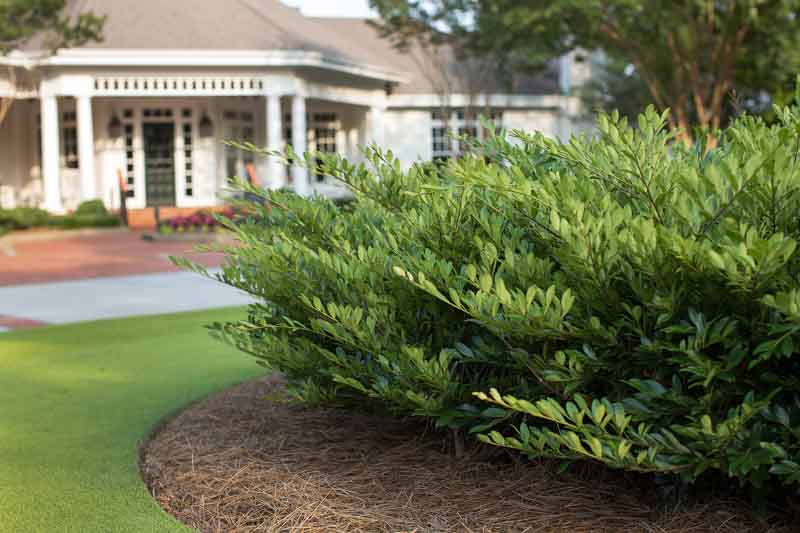 Distylium 'Vintage Jade' (Evergreen Distylium)