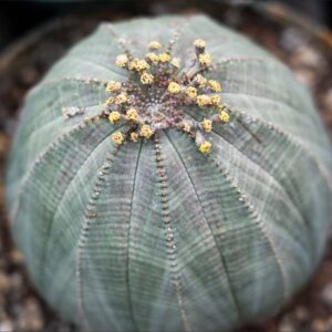 Euphorbia obesa, Golf ball, Gingham, Living Baseball, Baseball, Sea Urchin, Basketball