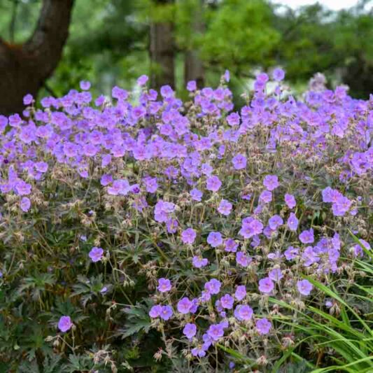 Geranium Pratense 'Boom Chocolatta', Geranium 'Boom Chocolatta', Boom Chocolatta Geranium, Meadow Cranesbill Boom Chocolatta, Cranesbill 'Boom Chocolatta, Hardy Geranium Boom Chocolatta,