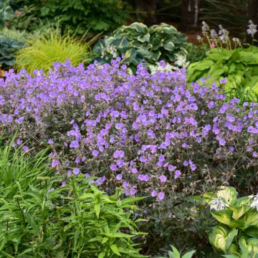 Geranium Pratense 'Boom Chocolatta', Geranium 'Boom Chocolatta', Boom Chocolatta Geranium, Meadow Cranesbill Boom Chocolatta, Cranesbill 'Boom Chocolatta, Hardy Geranium Boom Chocolatta,