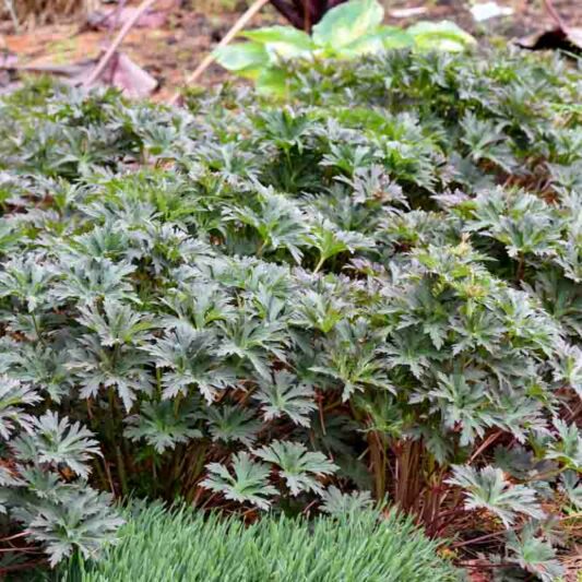 Geranium Pratense 'Boom Chocolatta', Geranium 'Boom Chocolatta', Boom Chocolatta Geranium, Meadow Cranesbill Boom Chocolatta, Cranesbill 'Boom Chocolatta, Hardy Geranium Boom Chocolatta,