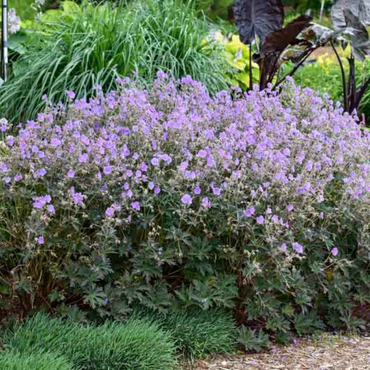 Geranium Pratense 'Boom Chocolatta', Geranium 'Boom Chocolatta', Boom Chocolatta Geranium, Meadow Cranesbill Boom Chocolatta, Cranesbill 'Boom Chocolatta, Hardy Geranium Boom Chocolatta,