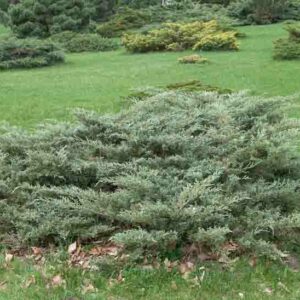 Angelica Blue Juniper, Angelica Blue Chinese Juniper, Juniperus chinensis 'Angelica Blue', Evergreen Shrub, Evergreen Tree