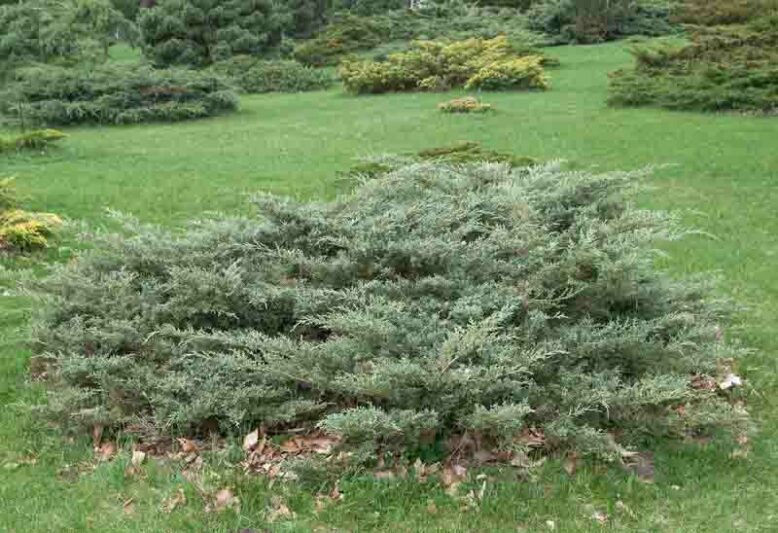 Angelica Blue Juniper, Angelica Blue Chinese Juniper, Juniperus chinensis 'Angelica Blue', Evergreen Shrub, Evergreen Tree