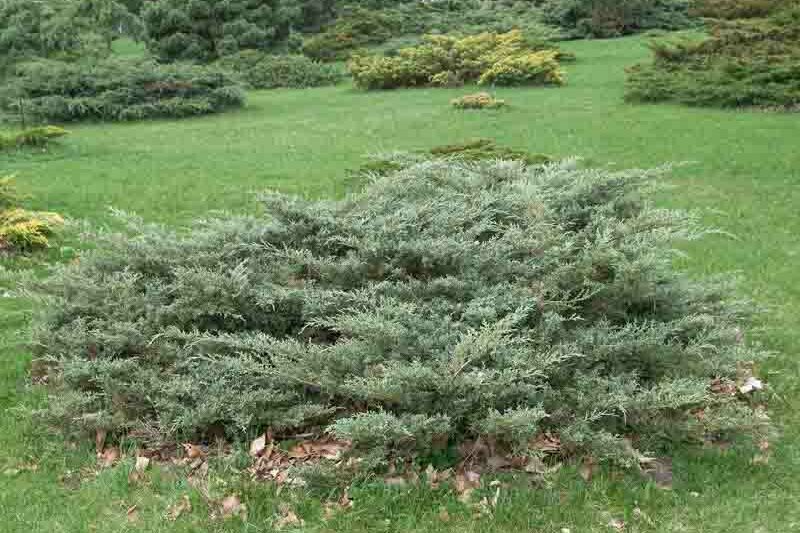 Angelica Blue Juniper, Angelica Blue Chinese Juniper, Juniperus chinensis 'Angelica Blue', Evergreen Shrub, Evergreen Tree