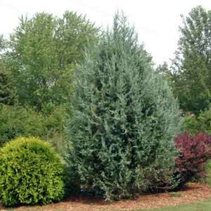 Blue Haven Juniper, Juniperus scopulorum 'Blue Heavenr