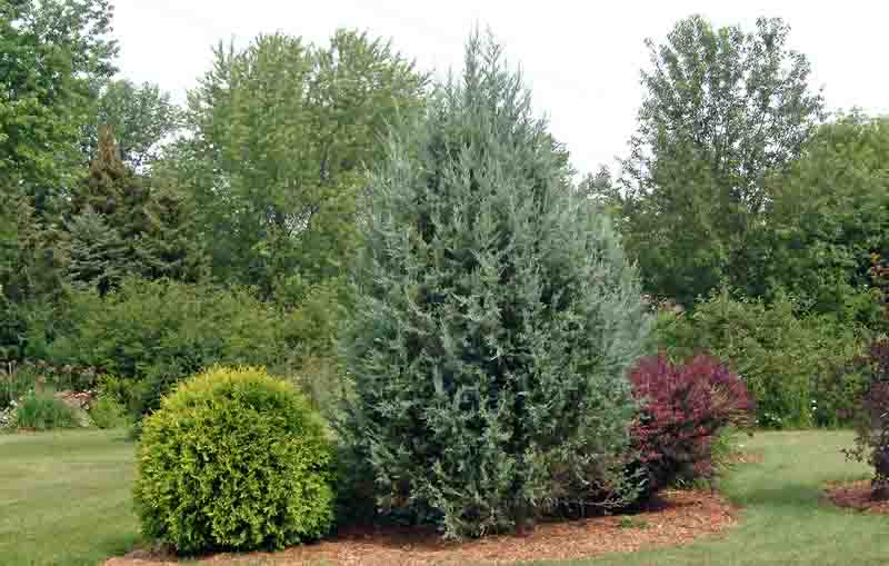 Blue Haven Juniper, Juniperus scopulorum 'Blue Heavenr