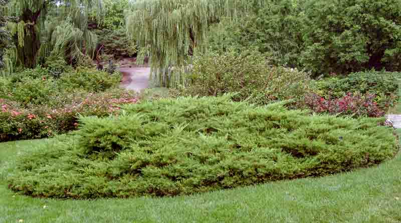 Kallay's Compact Juniper, Kallay's Compact Chinese Juniper, Juniperus chinensis 'Kallay's Compact', Juniperus × pfitzeriana 'Kallay's Compact', Evergreen Shrub, Evergreen Tree