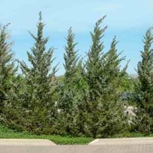 Fairview Juniper, Fairview Chinese Juniper, Juniperus chinensis 'Fairview', Evergreen Shrub, Evergreen Tree