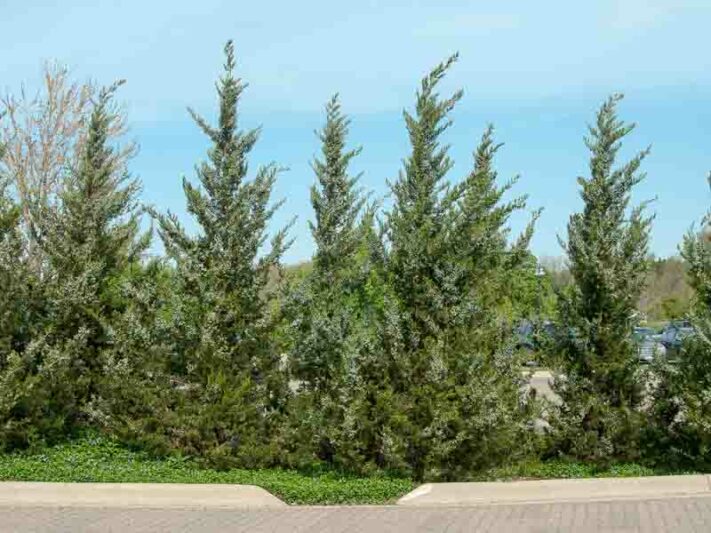 Fairview Juniper, Fairview Chinese Juniper, Juniperus chinensis 'Fairview', Evergreen Shrub, Evergreen Tree