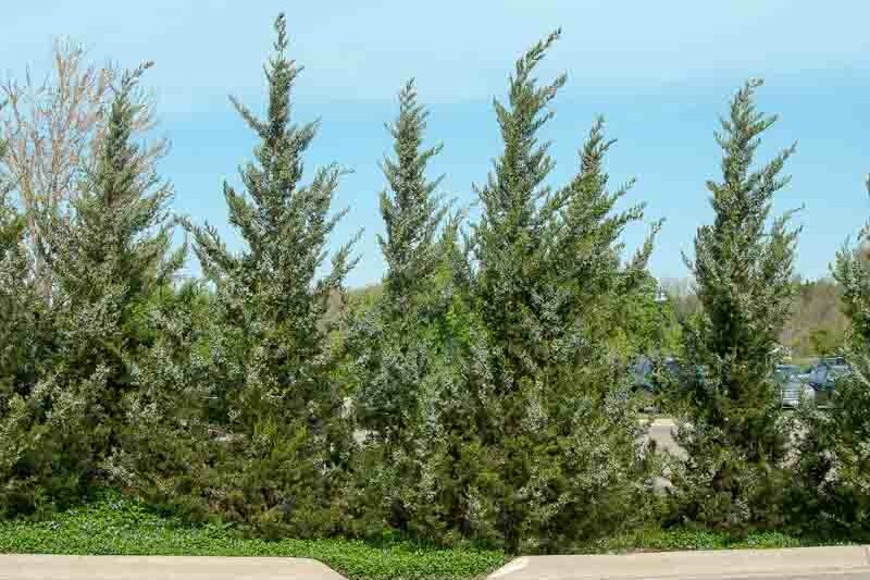 Fairview Juniper, Fairview Chinese Juniper, Juniperus chinensis 'Fairview', Evergreen Shrub, Evergreen Tree