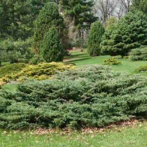 Holbert Juniper, Holbert Chinese Juniper, Juniperus chinensis 'Holbert', Evergreen Shrub, Evergreen Tree