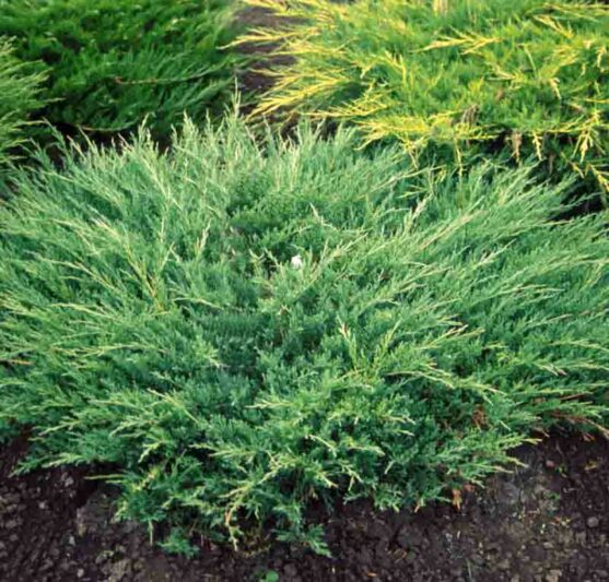 Andorra Compacta Juniper, Andorra Compacta Creeping Juniper, Juniperus horizontalis Andorra Compacta, Plumosa Compacta Juniper, Plumosa Compacta Creeping Juniper, Juniperus horizontalis Plumosa Compacta,