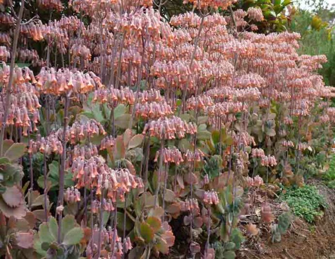 Lavender Scallops, (Kalanchoe fedtschenkoi