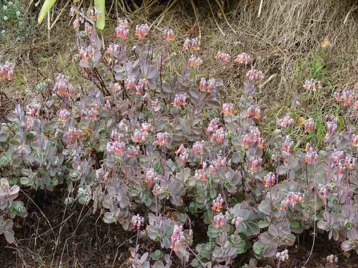 Lavender Scallops, (Kalanchoe fedtschenkoi