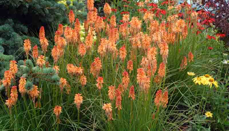 Creamsicle Kniphofia, Creamsicle Red Hot Poker, Kniphofia 'Creamsicle', Red Hot Poker, Torch Lily