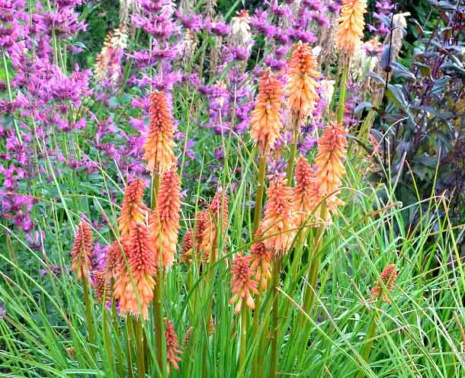 Creamsicle Kniphofia, Creamsicle Red Hot Poker, Kniphofia 'Creamsicle', Red Hot Poker, Torch Lily