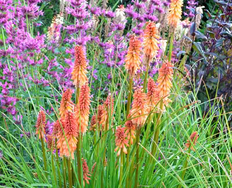 レトロ 花柄 パイプ脚 チェア フラワー ポップ スチール ビニール合皮 カフェ Kniphofia 'Creamsicle' (Red Hot Poker)