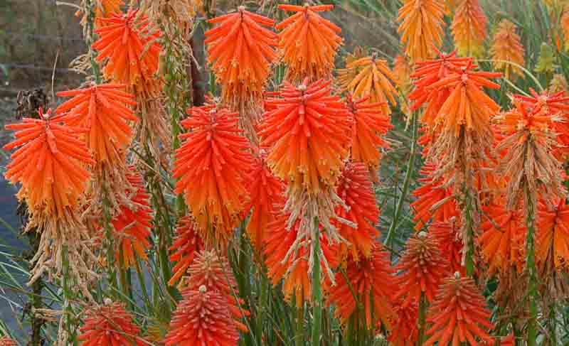 Fire Glow Kniphofia, Fire Glow Red Hot Poker, Kniphofia 'Fire Glow', Red Hot Poker, Torch Lily