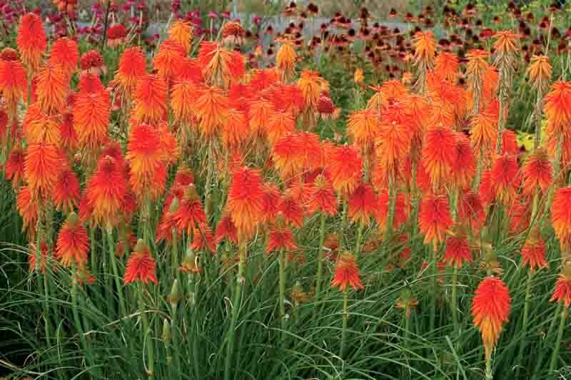 Fire Glow Kniphofia, Fire Glow Red Hot Poker, Kniphofia 'Fire Glow', Red Hot Poker, Torch Lily