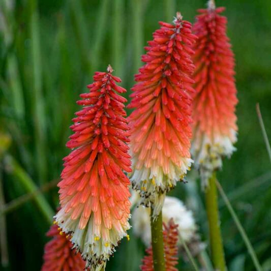 High Roller Kniphofia, High Roller Red Hot Poker, Kniphofia 'High Roller', Red Hot Poker, Torch Lily