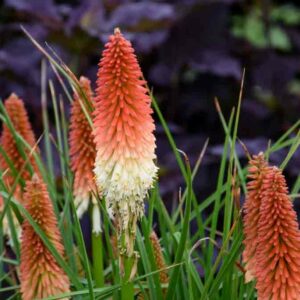 High Roller Kniphofia, High Roller Red Hot Poker, Kniphofia 'High Roller', Red Hot Poker, Torch Lily