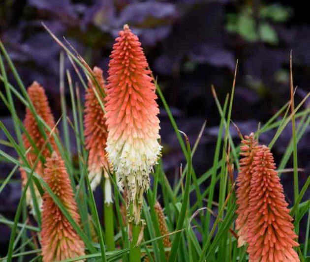 High Roller Kniphofia, High Roller Red Hot Poker, Kniphofia 'High Roller', Red Hot Poker, Torch Lily