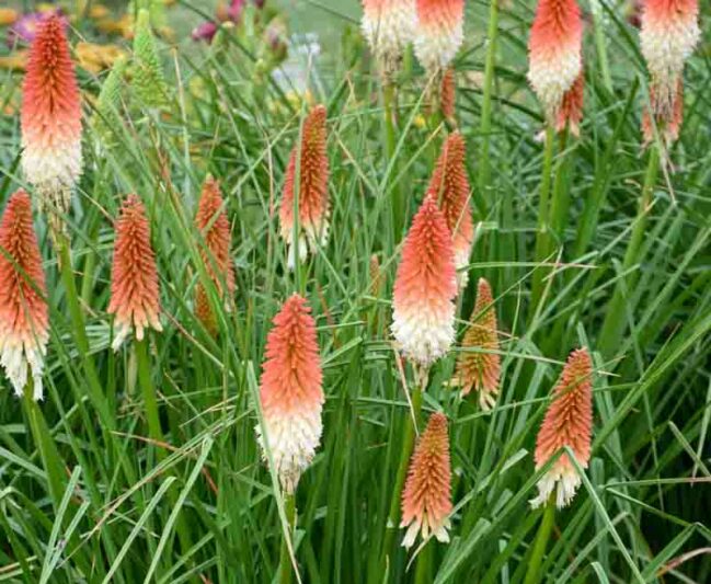 High Roller Kniphofia, High Roller Red Hot Poker, Kniphofia 'High Roller', Red Hot Poker, Torch Lily