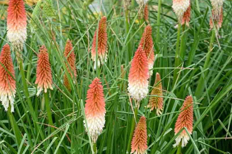 High Roller Kniphofia, High Roller Red Hot Poker, Kniphofia 'High Roller', Red Hot Poker, Torch Lily