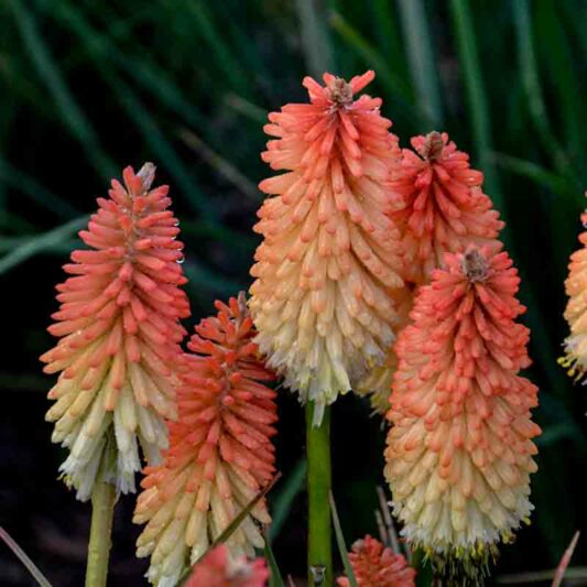 Hot and Cold Kniphofia, Hot and Cold Red Hot Poker, Kniphofia 'Hot and Cold', Red Hot Poker, Torch Lily