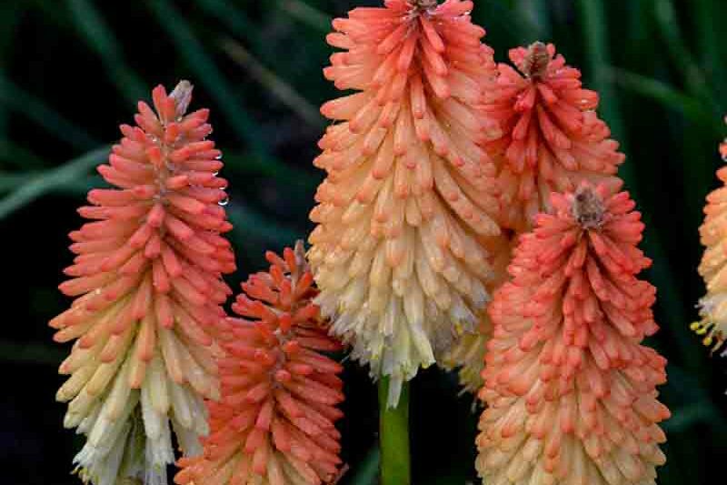 Hot and Cold Kniphofia, Hot and Cold Red Hot Poker, Kniphofia 'Hot and Cold', Red Hot Poker, Torch Lily